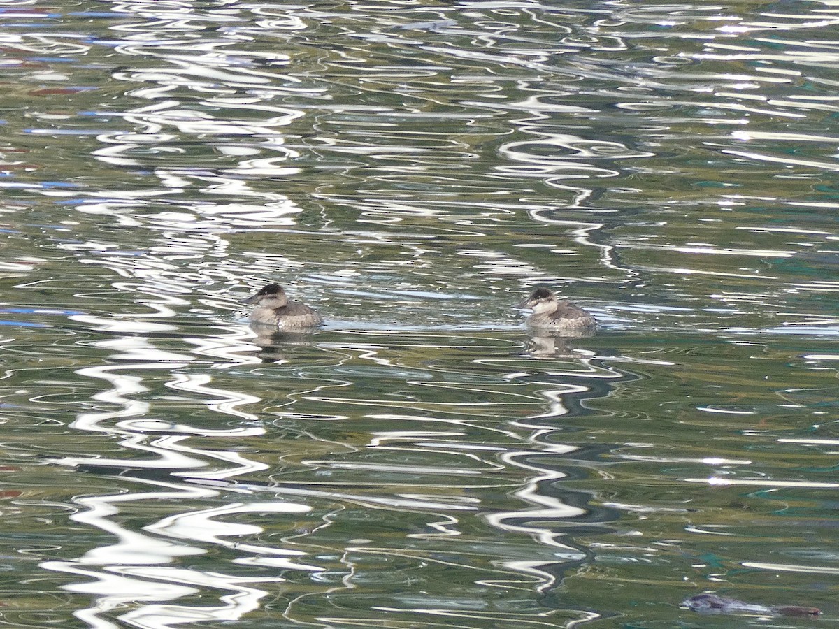 Ruddy Duck - Farshad Pourmalek