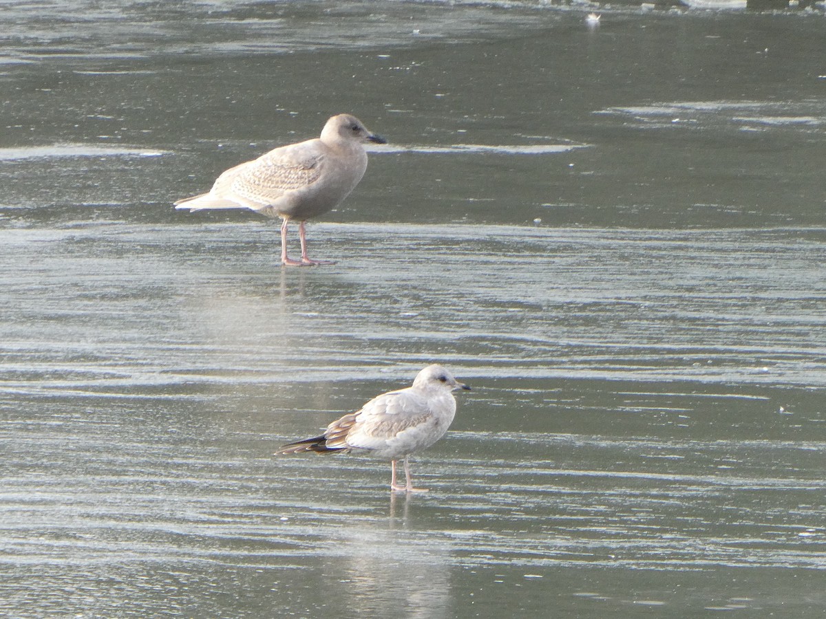 Short-billed Gull - Farshad Pourmalek