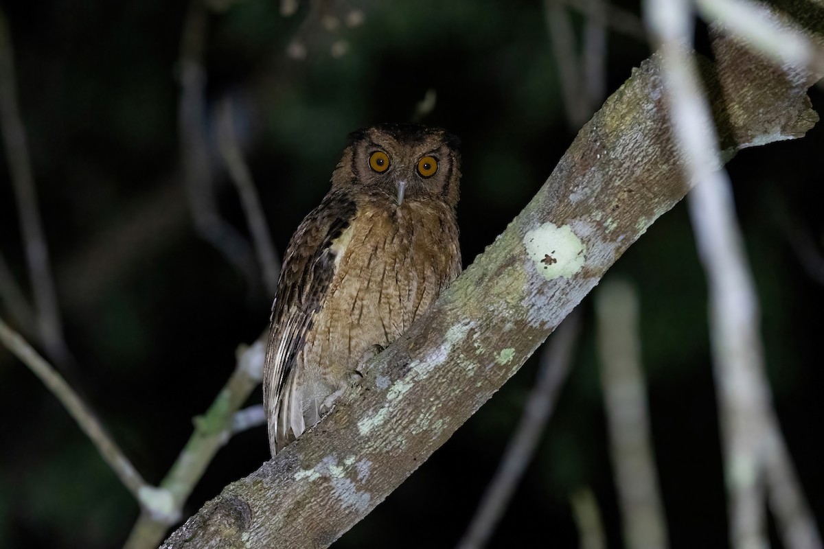 Tawny-bellied Screech-Owl - ML613585825