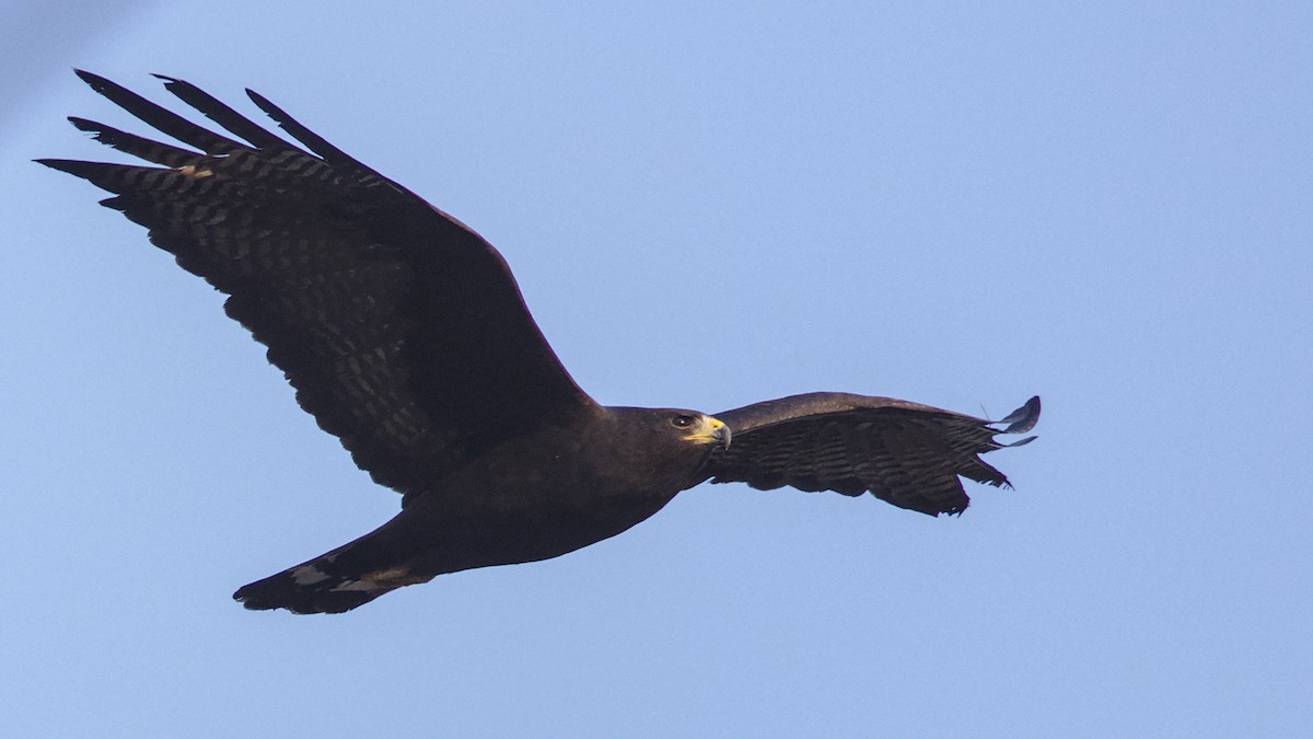 Zone-tailed Hawk - Mark Scheel