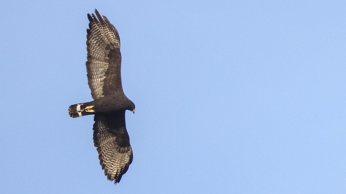 Zone-tailed Hawk - Mark Scheel