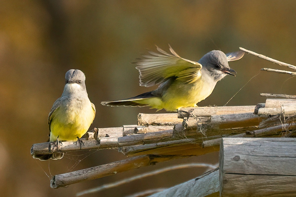 Серогрудый тиранн - ML613585868