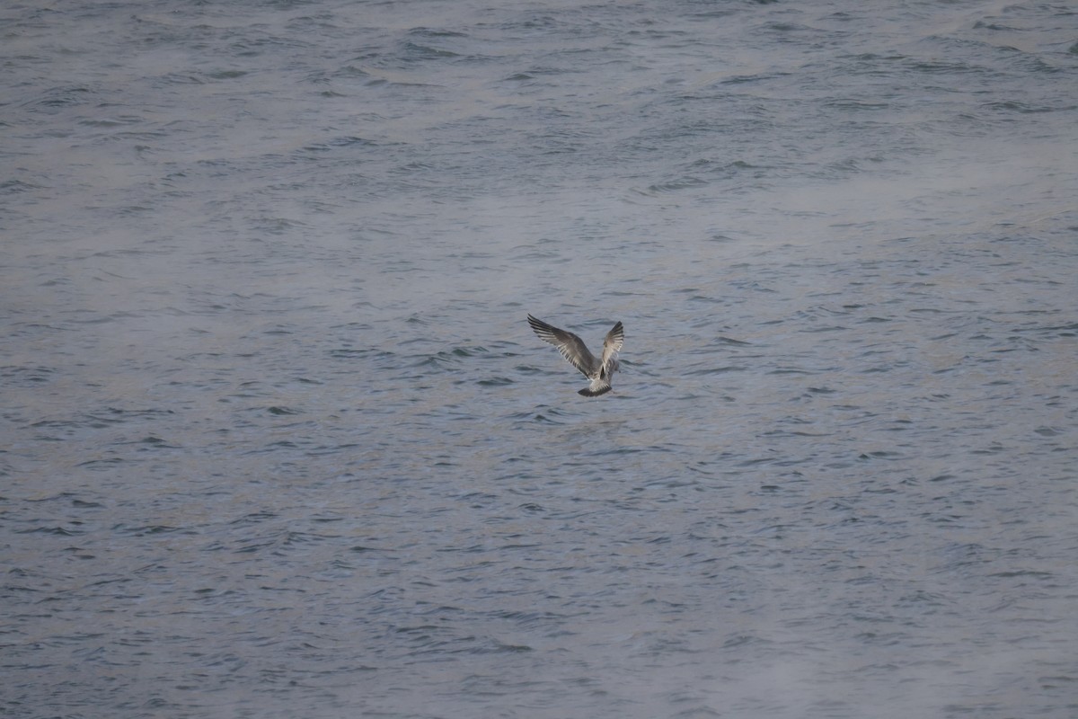 Gaviota Argéntea - ML613585943