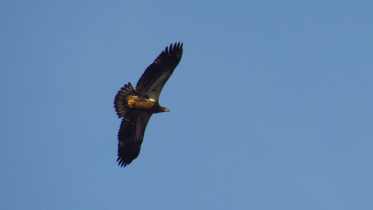 Bald Eagle - ML613585951