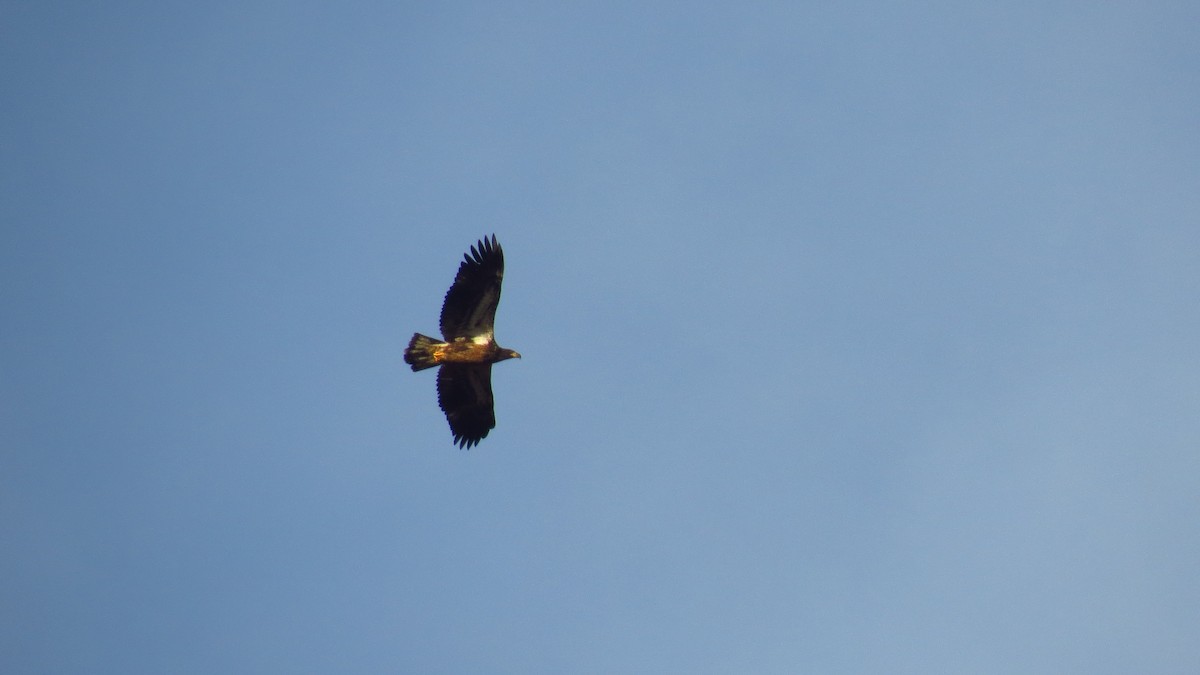 Bald Eagle - ML613585952