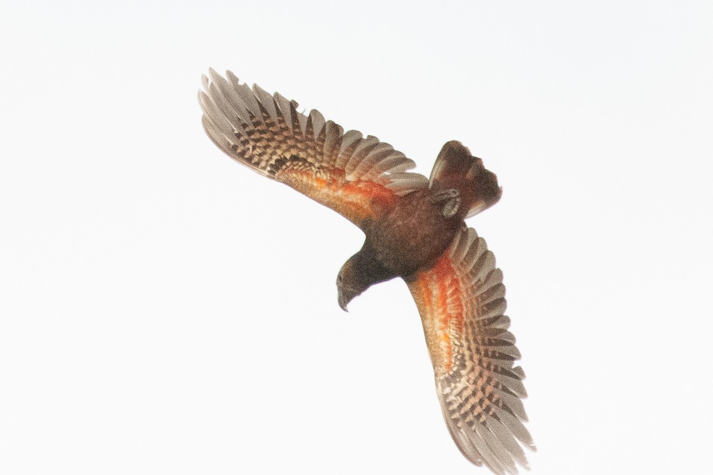 New Zealand Kaka - ML613585987