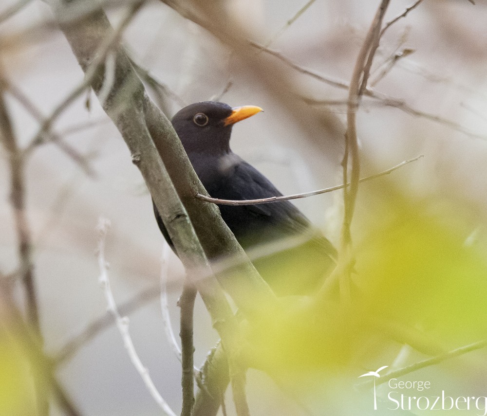 Eurasian Blackbird - ML613586033