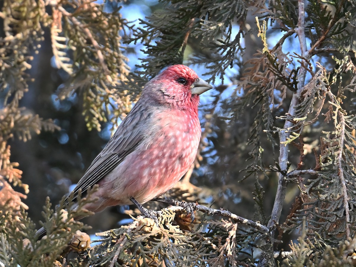 Streaked Rosefinch - ML613586037