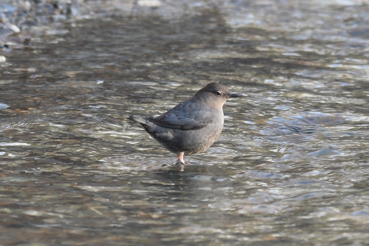 American Dipper - ML613586067