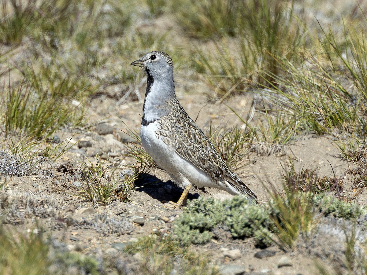 Least Seedsnipe - ML613586156