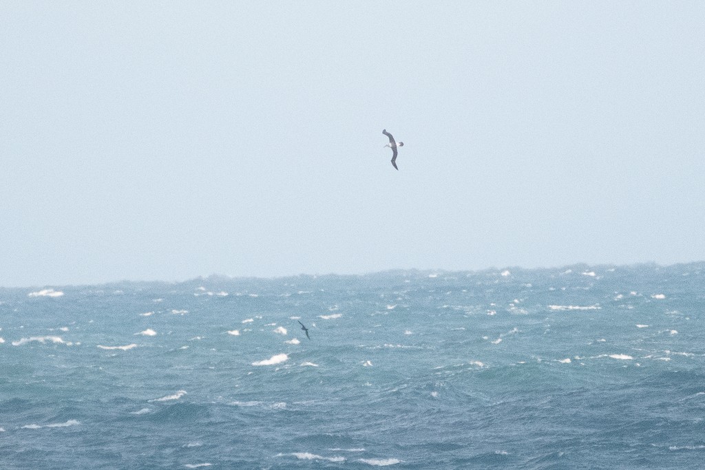 Albatros à cape blanche - ML613586167