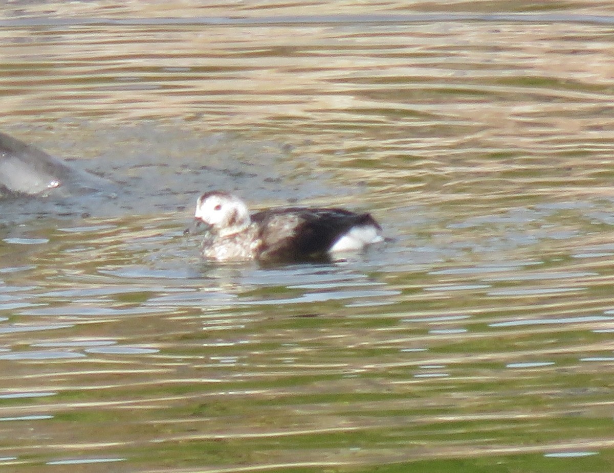 Long-tailed Duck - ML613586264