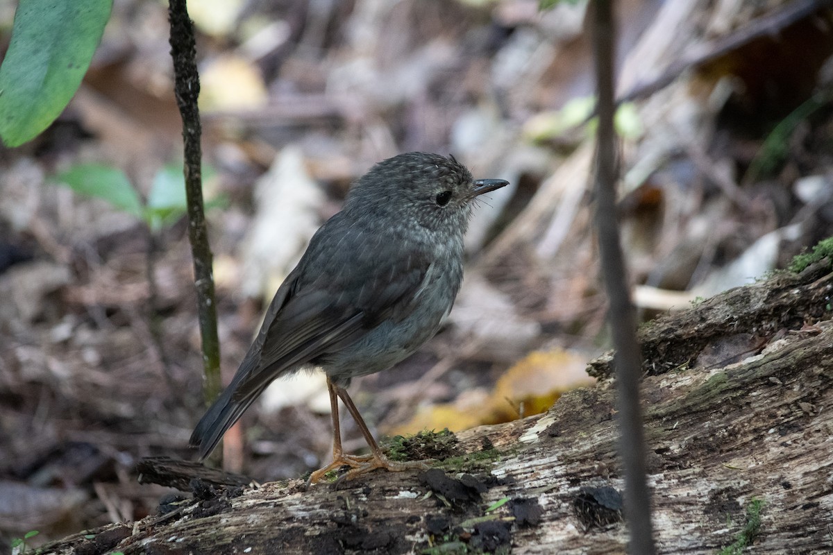 North Island Robin - Richard Littauer