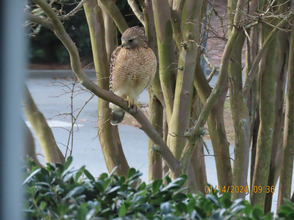 Red-shouldered Hawk - Elizabeth Anderegg