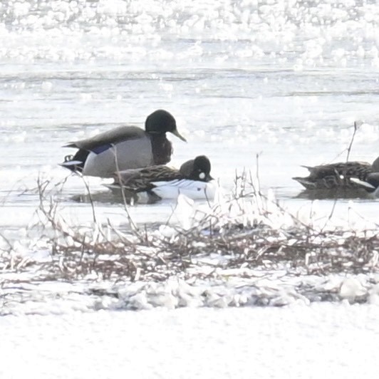 Common Goldeneye - ML613586374