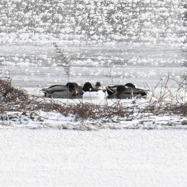 Common Goldeneye - ML613586375