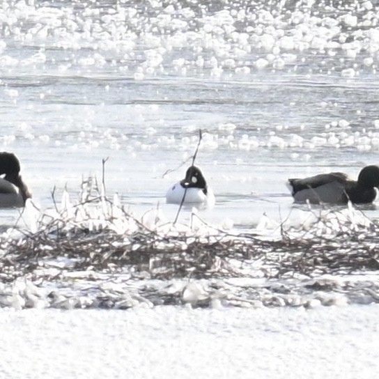 Common Goldeneye - ML613586376