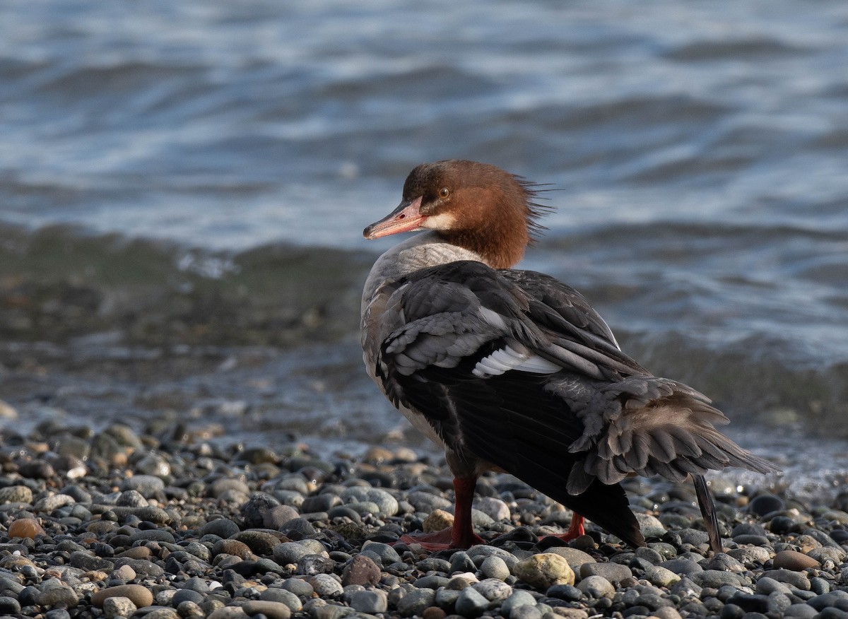 Common Merganser - ML613586380