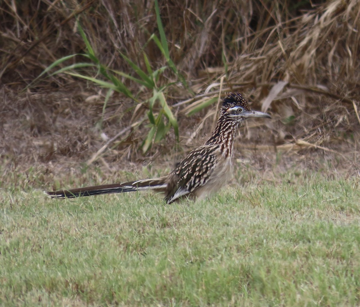 Greater Roadrunner - ML613586428