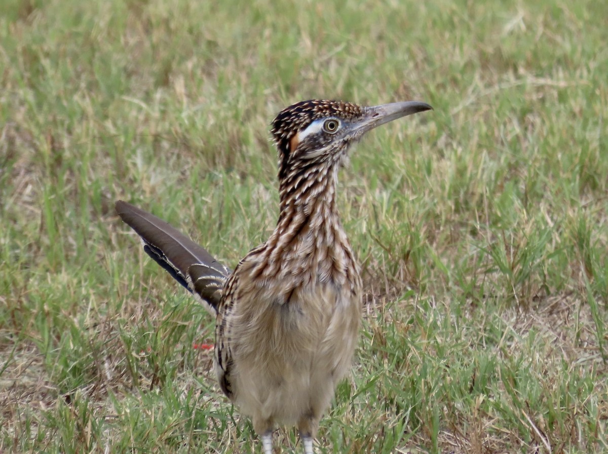 Greater Roadrunner - ML613586429