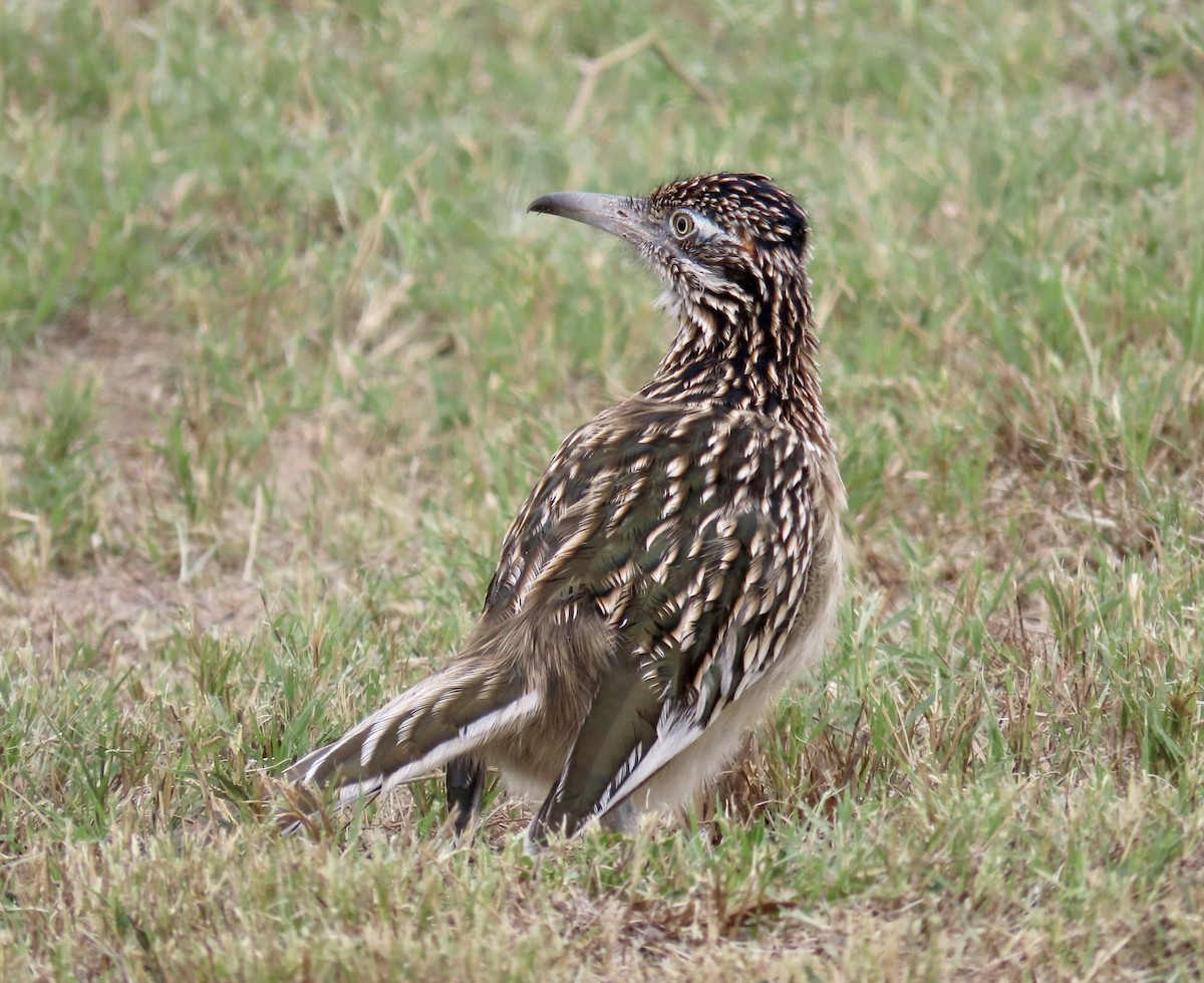 Greater Roadrunner - ML613586433