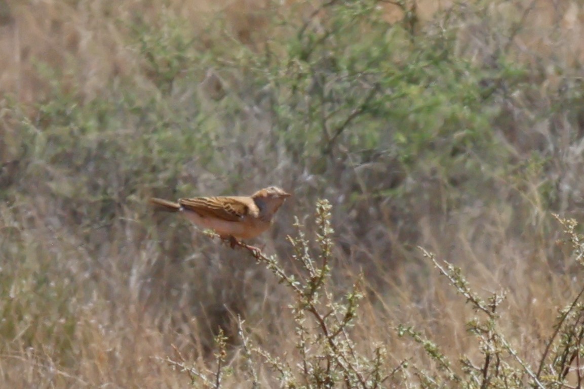 Alondra Leonada (grupo africanoides) - ML613586502