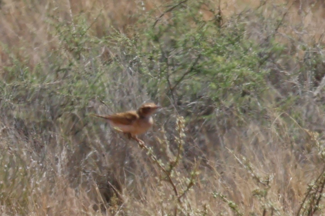 Fawn-colored Lark (Fawn-colored) - ML613586503