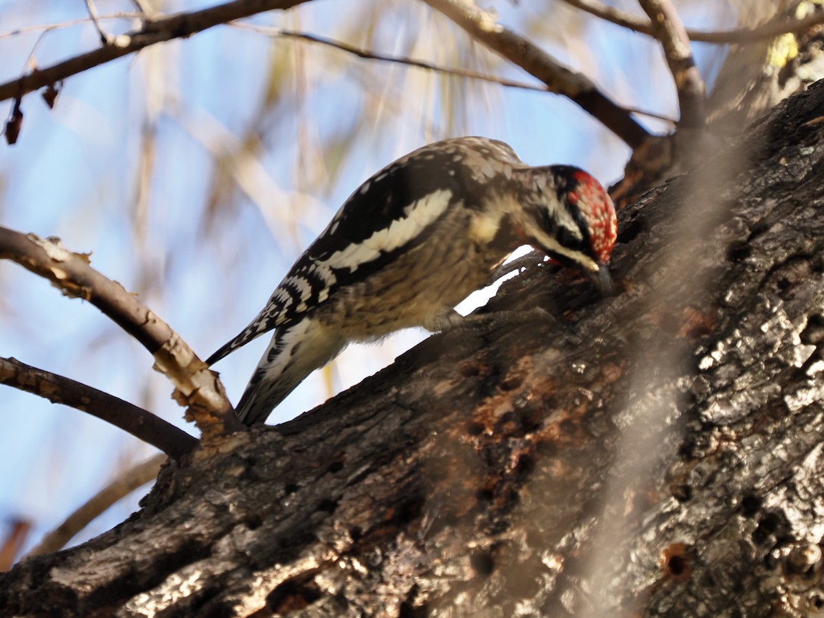 Yellow-bellied Sapsucker - ML613586537