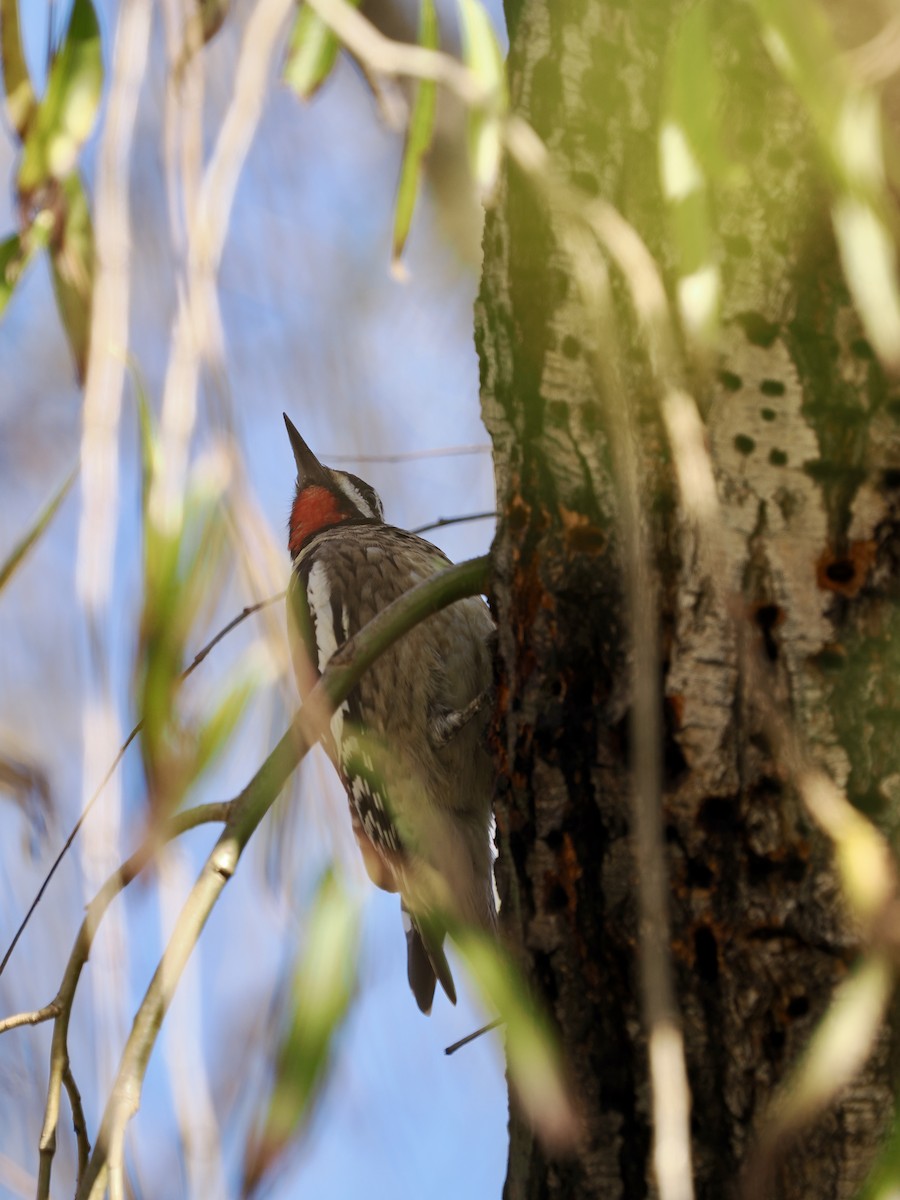 Yellow-bellied Sapsucker - ML613586540