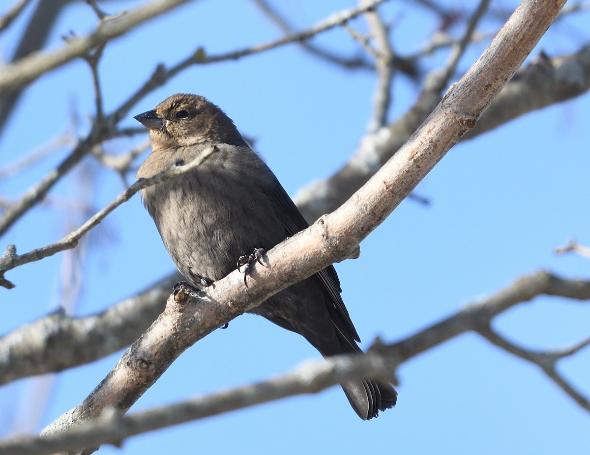 Brown-headed Cowbird - ML613586600