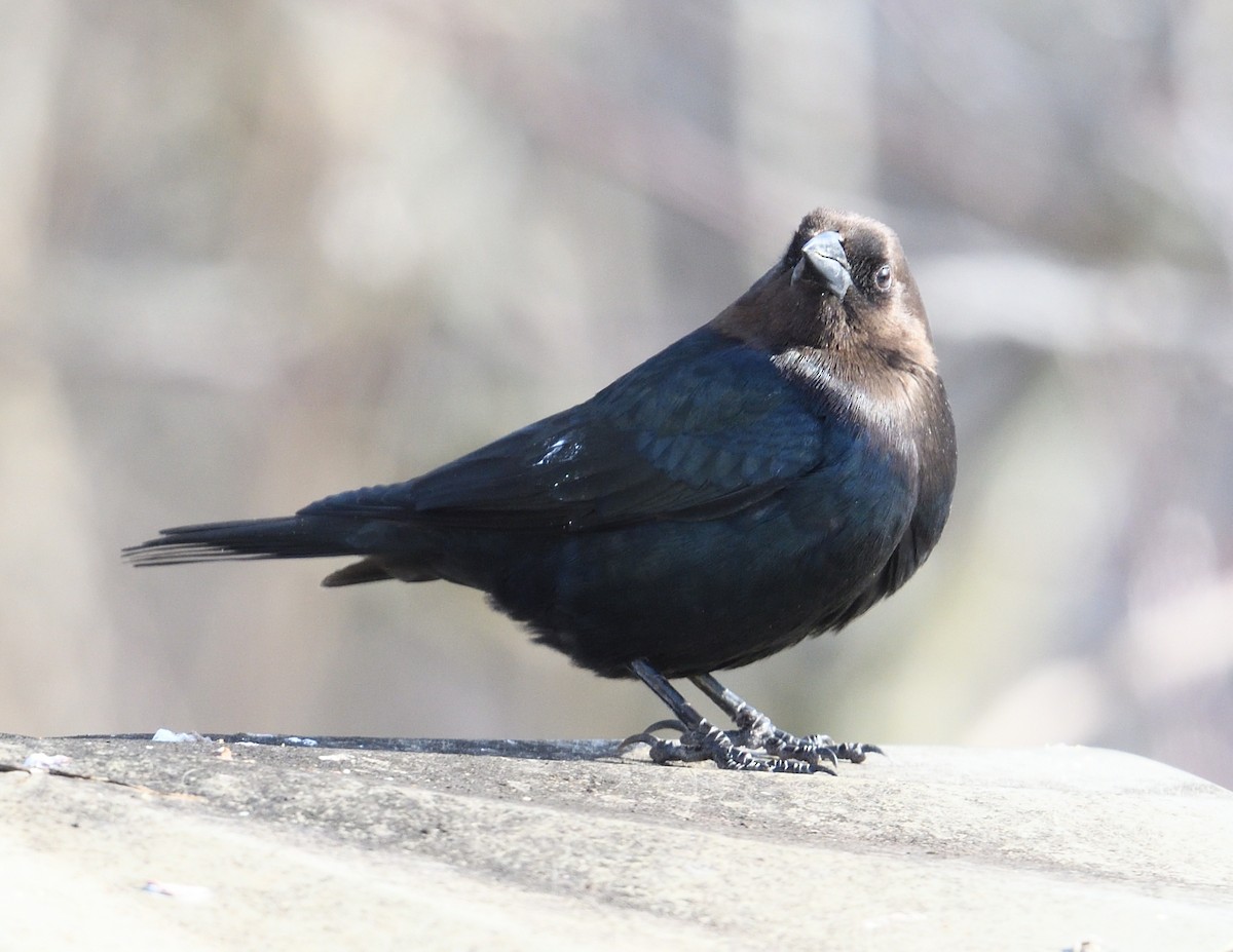 Brown-headed Cowbird - ML613586601