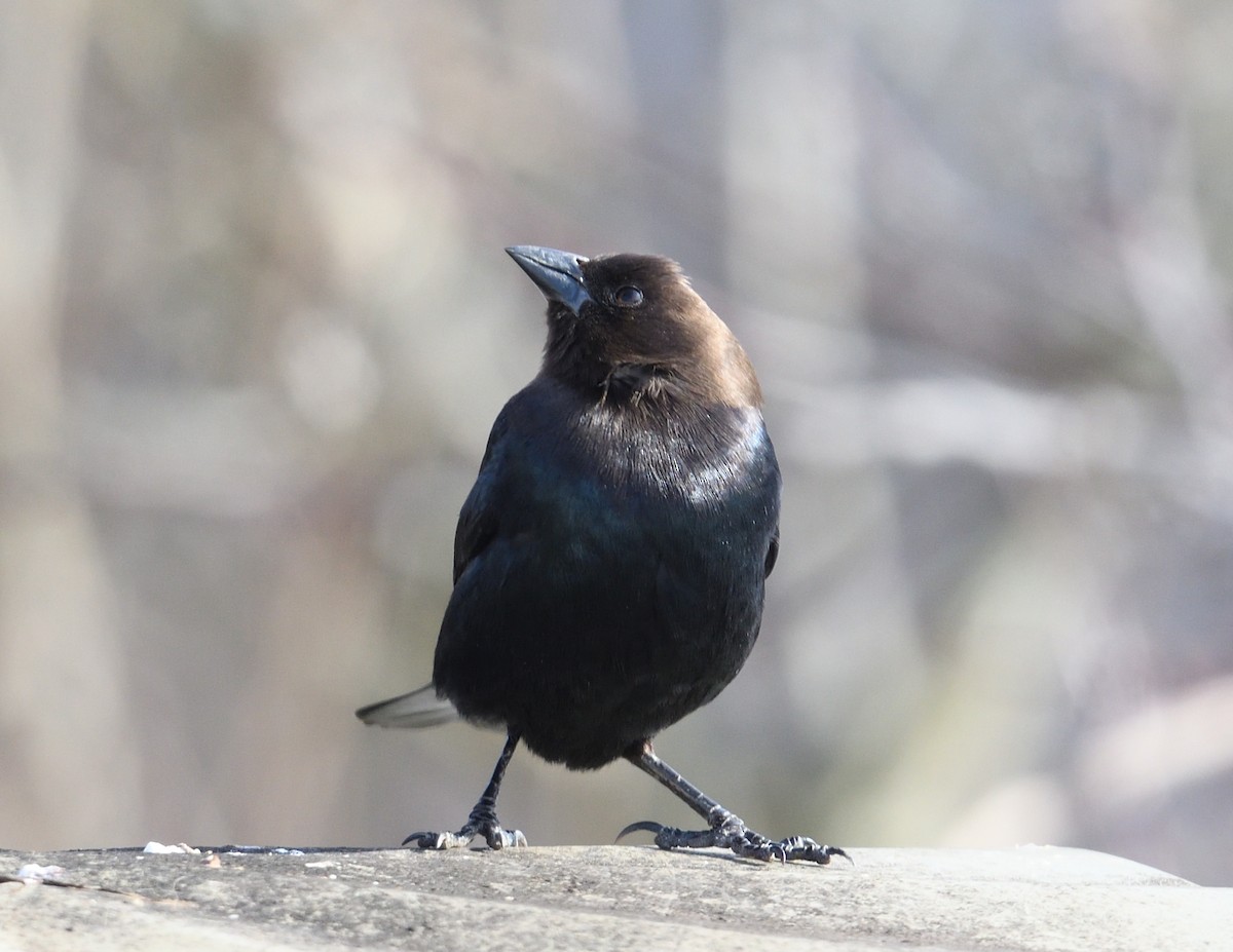 Brown-headed Cowbird - ML613586603