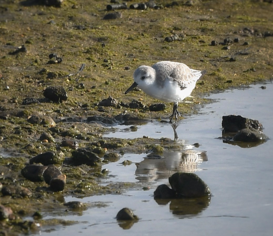 Bécasseau sanderling - ML613586624