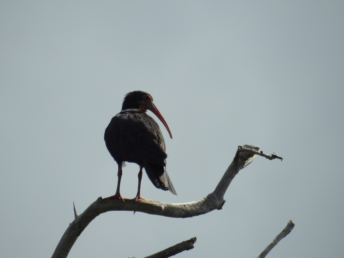 ibis dlouhoocasý - ML613586638