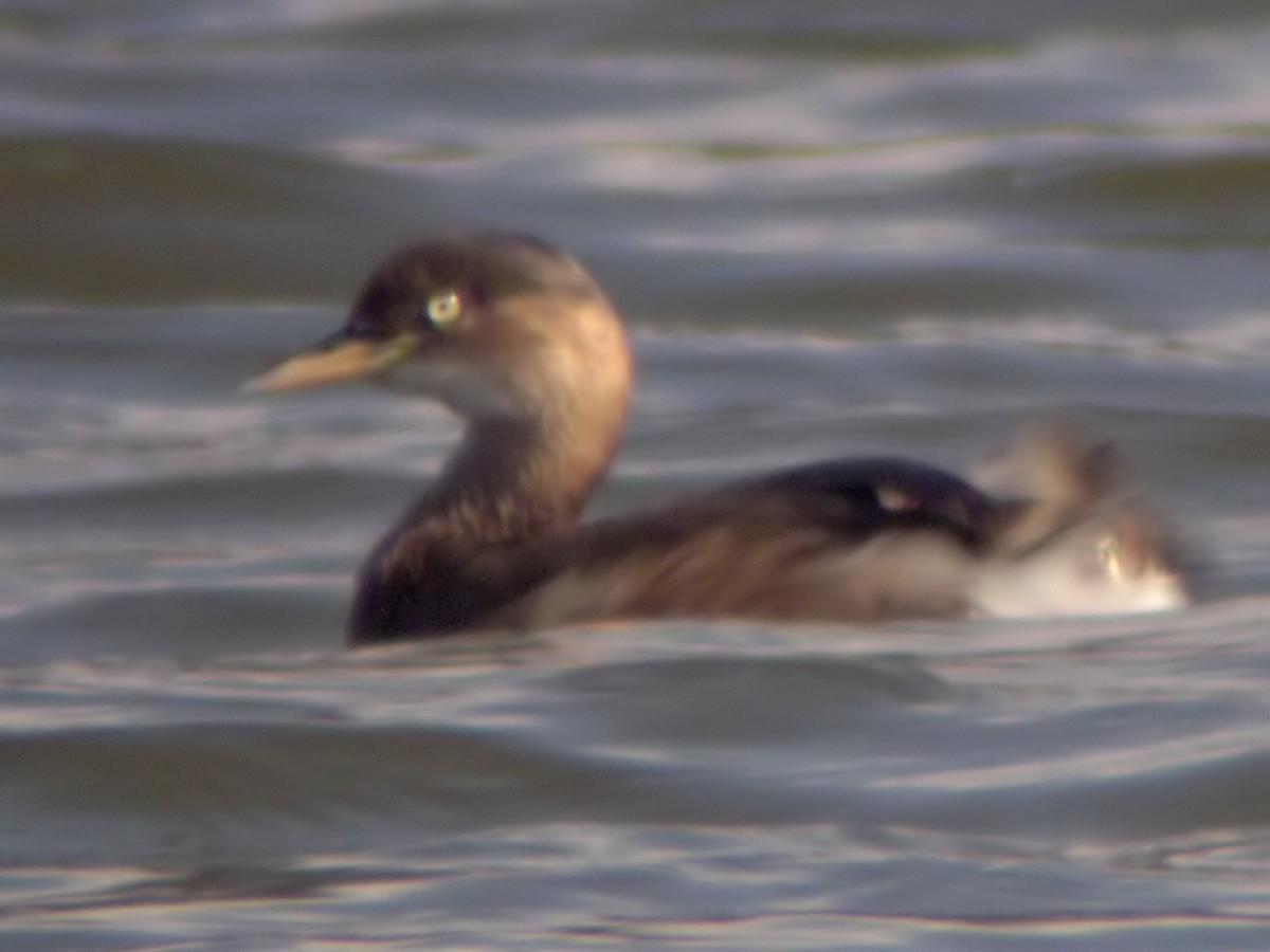 Little Grebe - ML613586646