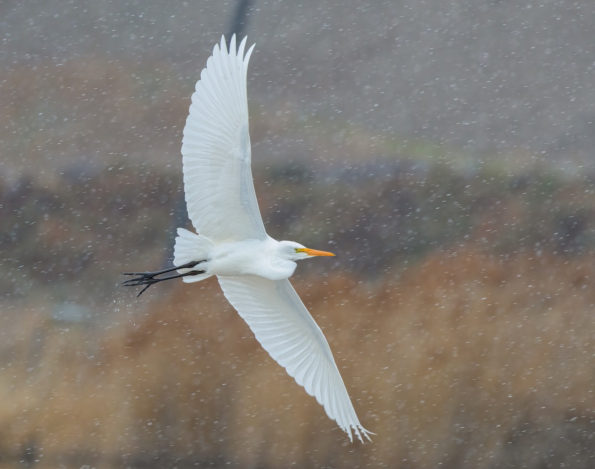 Great Egret - ML613586742