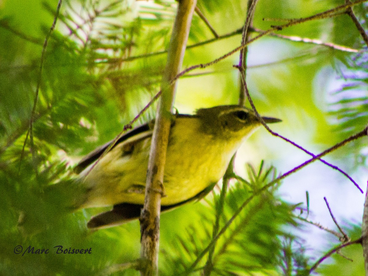 Black-throated Blue Warbler - ML61358681