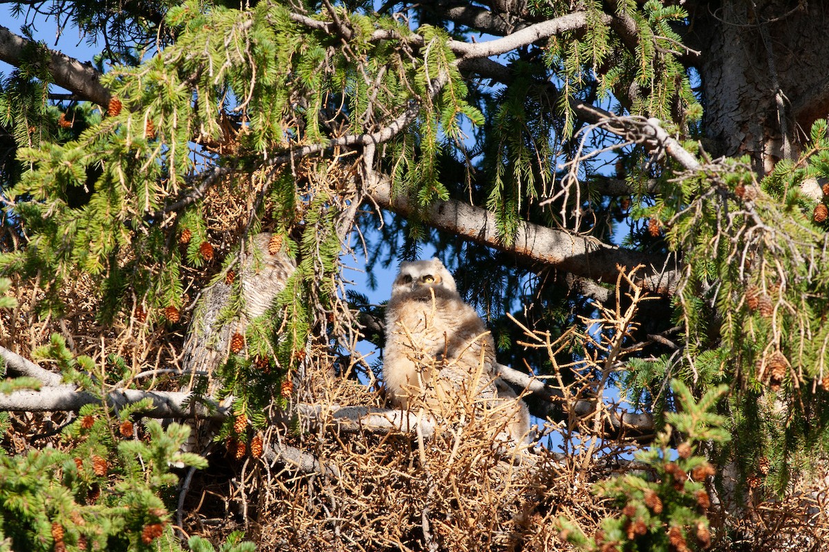 Great Horned Owl - ML613586960