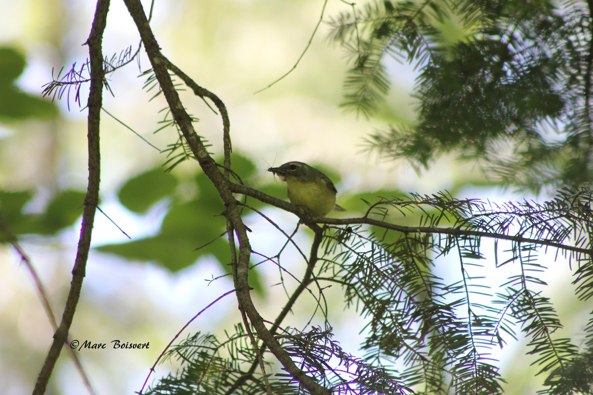 Black-throated Blue Warbler - ML61358701