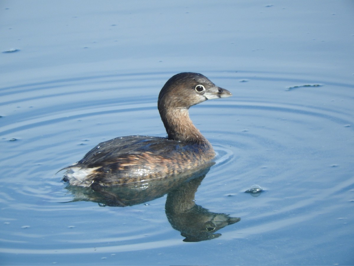 Pied-billed Grebe - ML613587055