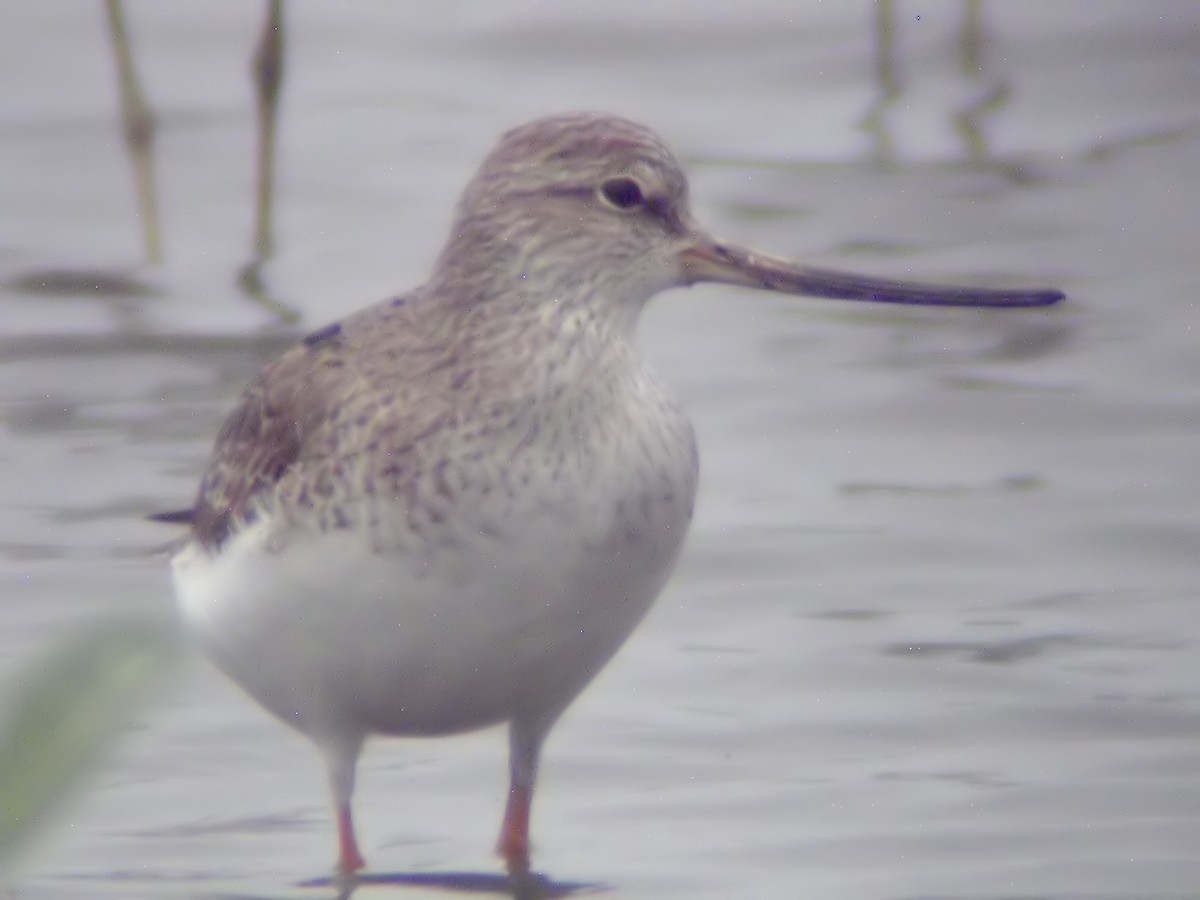 Terek Sandpiper - ML613587083