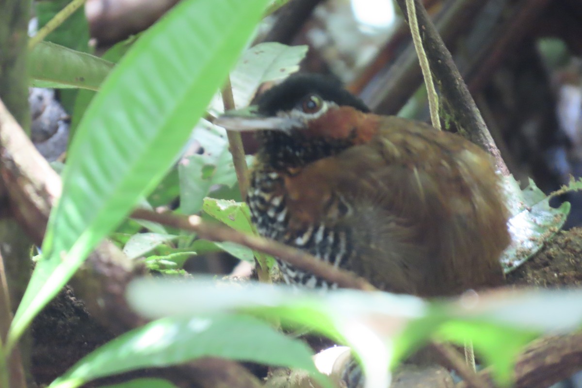 Black-crowned Antpitta - ML613587124