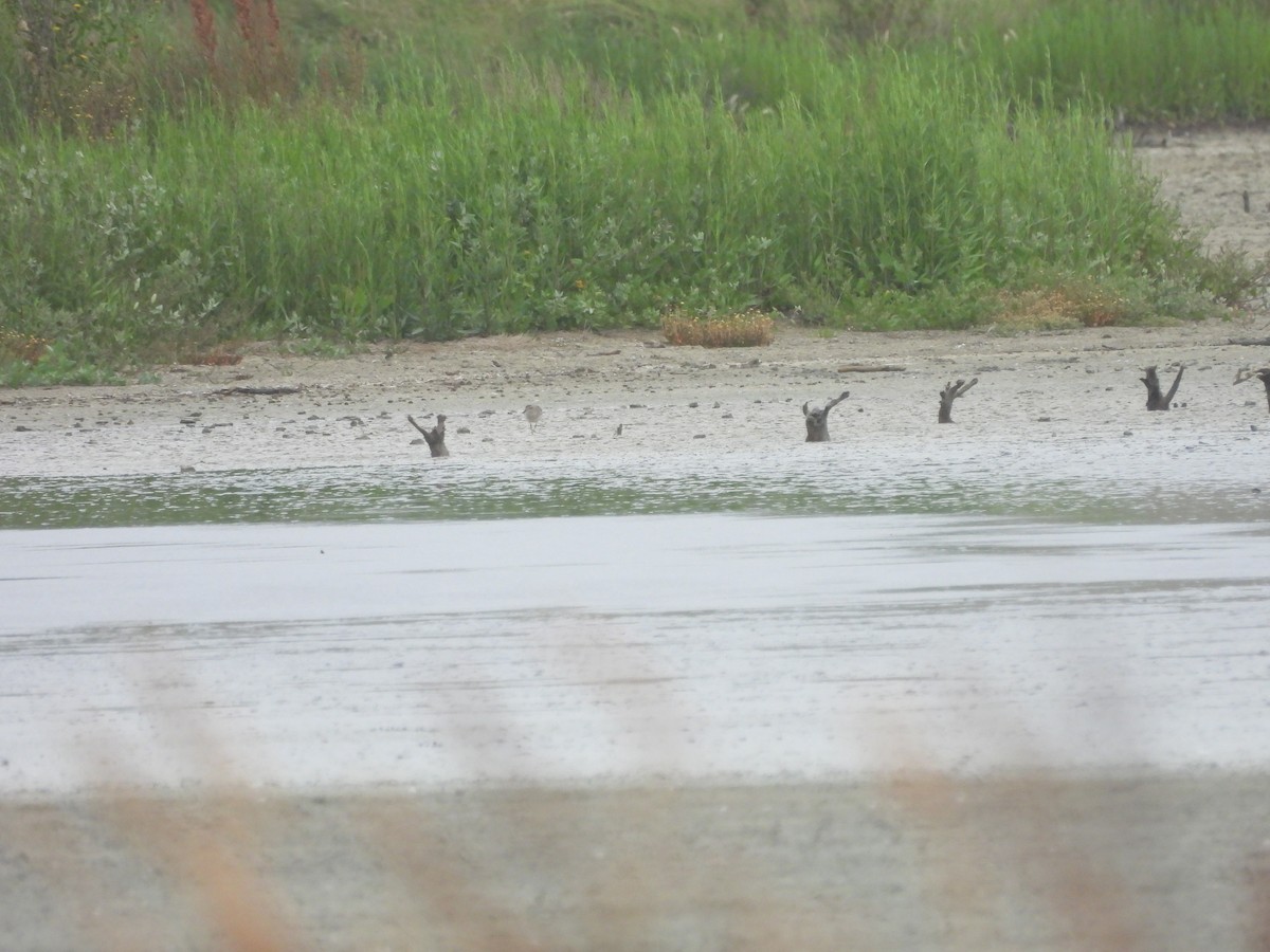 Red-necked Stint - Kevin Rohling