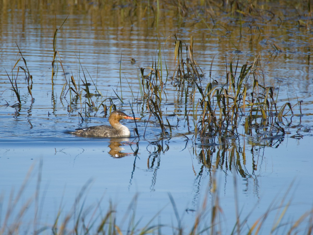 Red-breasted Merganser - ML613587256