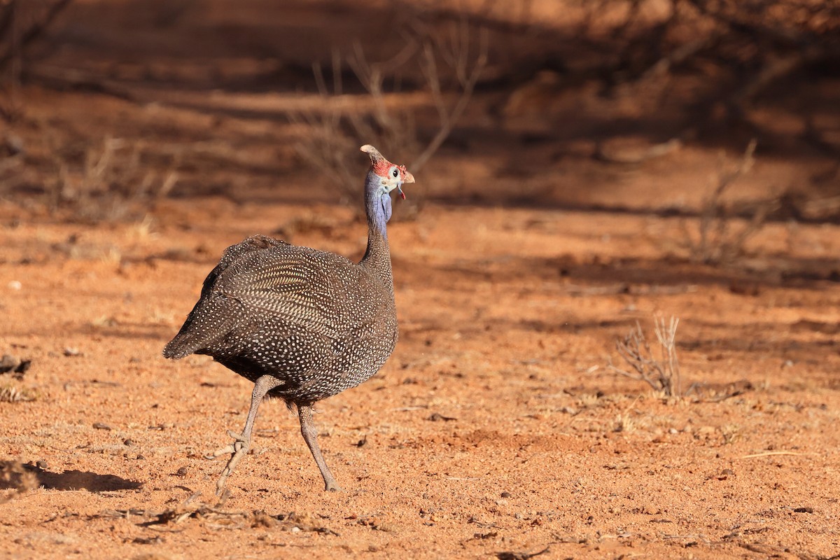 Helmeted Guineafowl - ML613587261