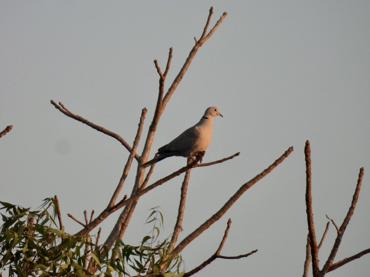 Eurasian Collared-Dove - Sumedh Jog