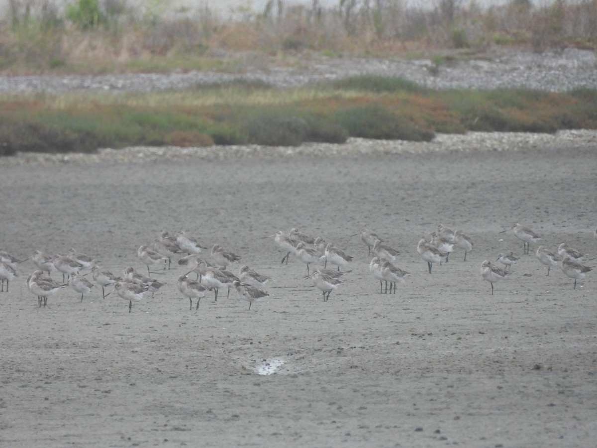 Red Knot - Kevin Rohling