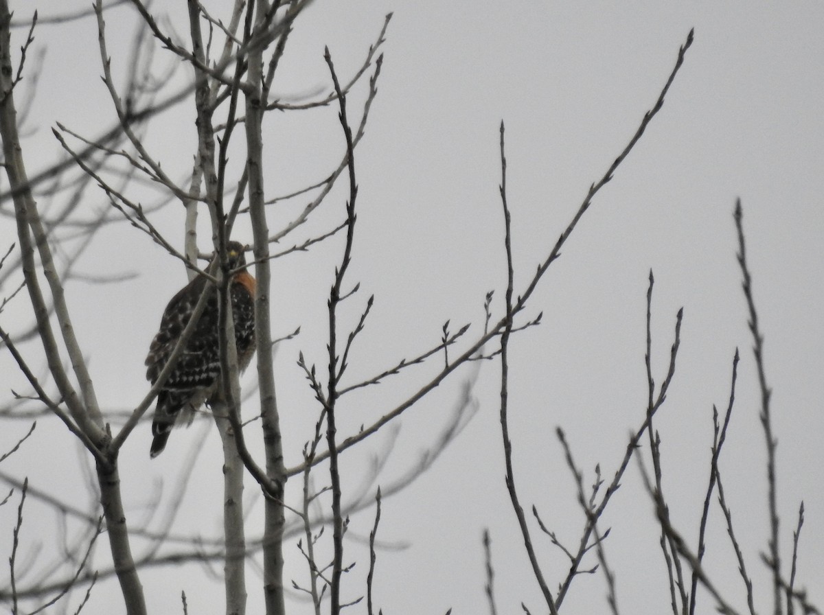 Red-shouldered Hawk - Bob Bryerton