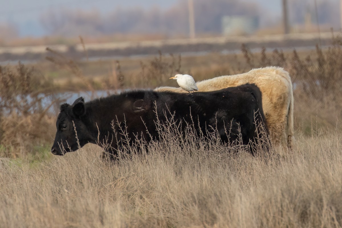 Western Cattle Egret - Joshua Stacy