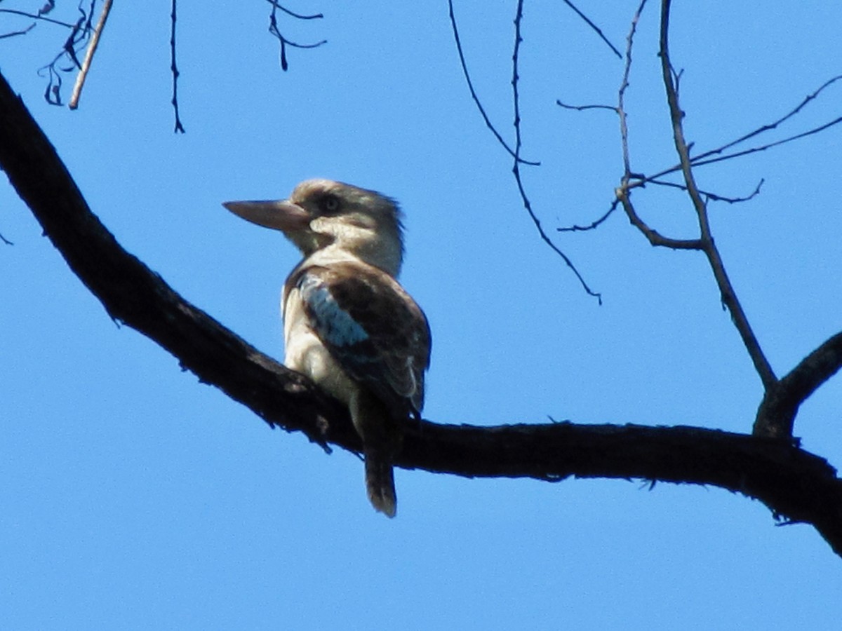 Blue-winged Kookaburra - ML613587362